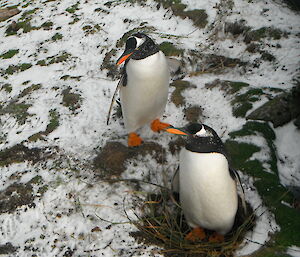 Gentoo penguins. Photo taken from above