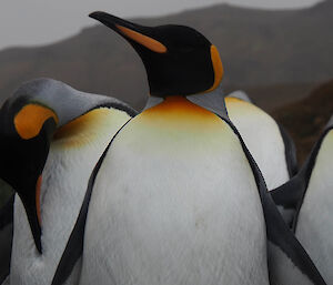 King penguins