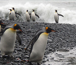 King penguins escape wave on rocky beach at Macquarie Island