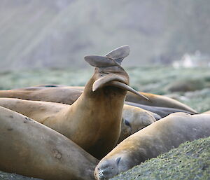 Elephant seal tail