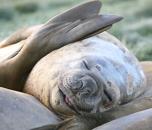 Elephant seal