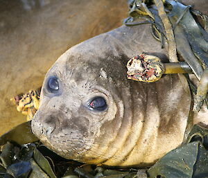 Ele seal displaying a nice kelp-lace