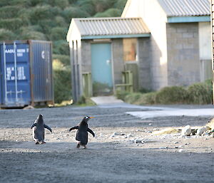 Gentoo penguins arriving for the volleyball game