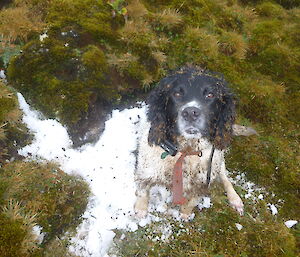 Ash, the dog, and a half eaten snowman