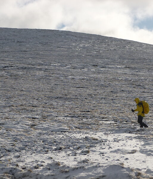 Expeditioner walking across a snow covered section of Macquarie Island