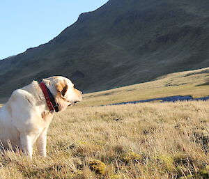 Finn the lab on the plateau