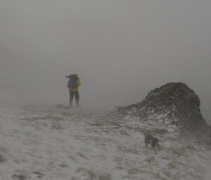 Expeditioner and dog in blizzard-like conditions