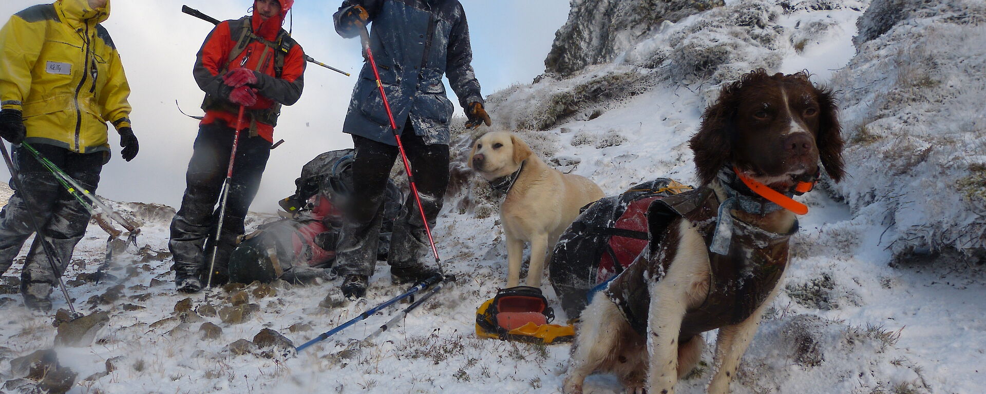Kelly, Cameron and Dave, and two dogs on a snowy ridge