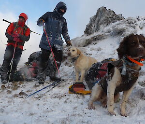 Kelly, Cameron and Dave, and two dogs on a snowy ridge