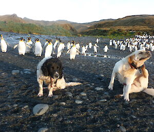 Dogs ignoring penguins in background