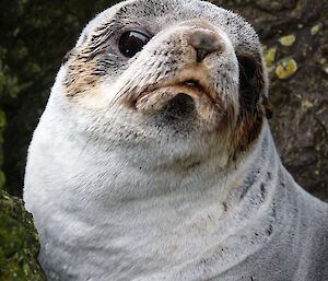 Fur seal at North Head