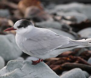 Antarctic tern on rocks