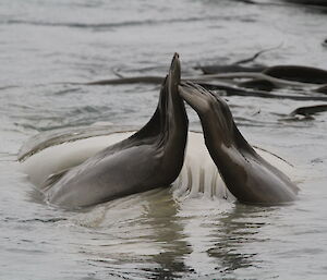 A seal rolls around in the water with only belly and fins showing