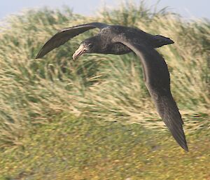 Giant petrel