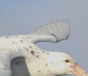 Southern giant petrel