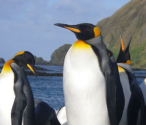 King penguins at Sandy Bay