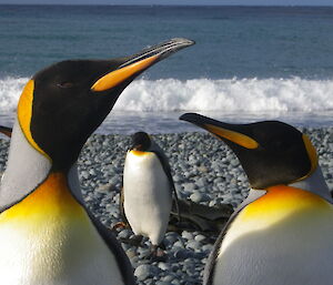 King penguins at Sandy Bay with surf in background