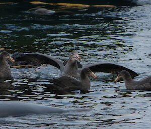 Giant petrels