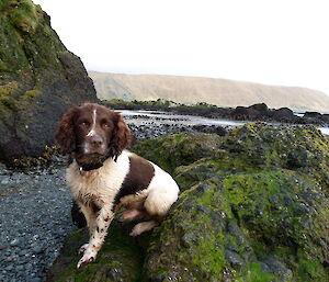 Joker the dog pictured at North Head on Macquarie Island