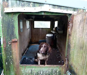 Joker the dog inside small hut/dog house