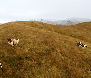 Jack out hunting on a pleasant day with 3 dogs