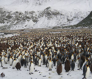 King penguin colony showing hundreds of birds with mountain in background