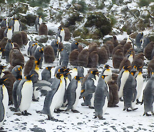 King penguins leaning into the wind