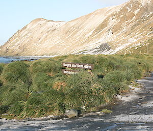 Macquarie Island Reserve sign in landscape