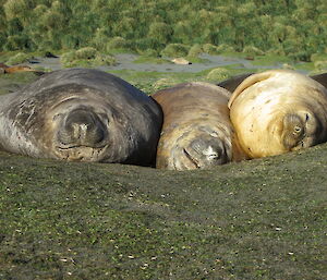 Three elephant seals asleep in a row