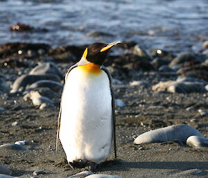 King penguin on rocky beach with water behind