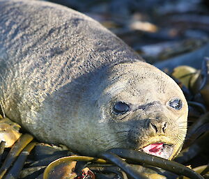 Portrait of a young ele seal lying on a bed of seaweed