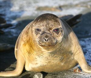 Elephant seal with red sclera