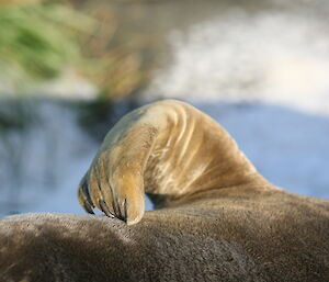 Close up of an elephant seal using its flipper to scratch its side