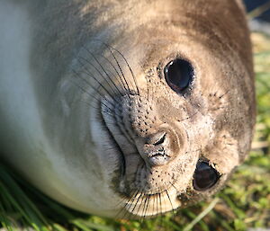 Ele seal basking in the sun, close-up of face