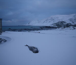 Lone seal surrounded by snow