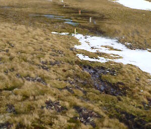 Boggy tracks at Macca before the work begins on boardwalk