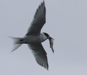 Antarctic Tern with ‘lunch', prey in beak