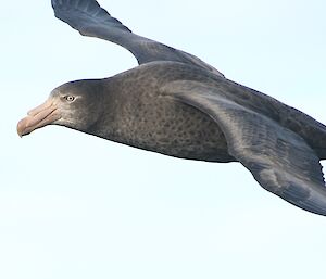 Giant Petrel