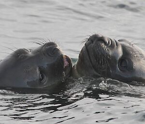 Two seal faces just sticking out of the water, facing each other playfully