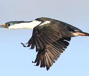 cormorant