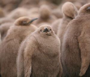 King penguin chick looking at camera