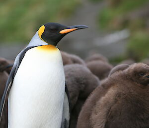 King penguin surrounded by chicks