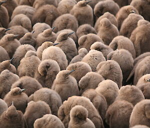 King penguin chicks at Gadgets