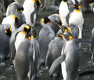 King penguins at Gadgets Beach