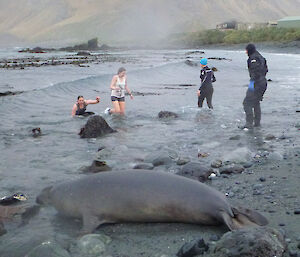 Midwinter swim with seal in foreground and four expeditioners at the water