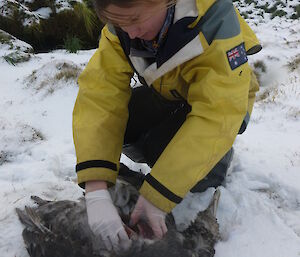 Karen collecting liver samples from a deceased bird