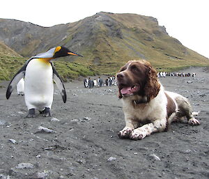 Joker the dog and a king penguin