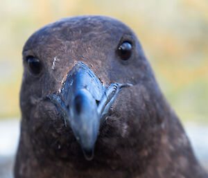 Close up of a bird’s head