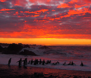 A group of penguins swimming at sunset from the beach