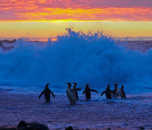 Penguins face a big wave at beach